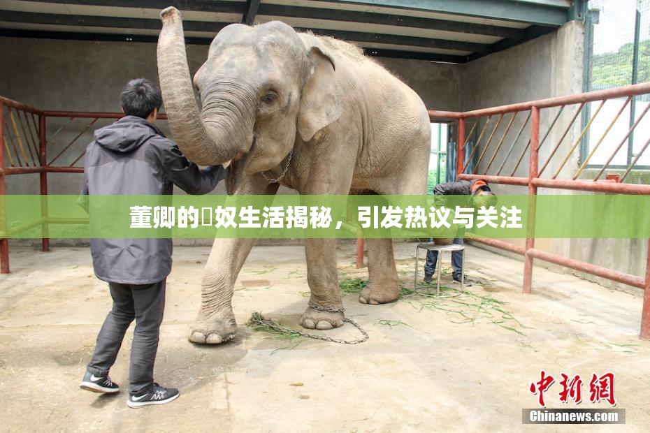 董卿的婬奴生活揭秘，引发热议与关注