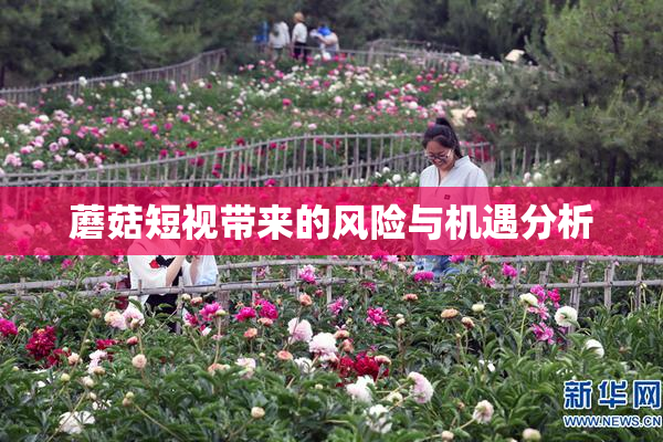 蘑菇短视带来的风险与机遇分析
