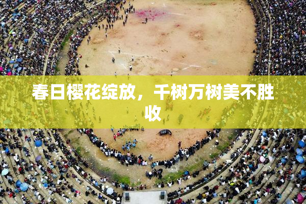 春日樱花绽放，千树万树美不胜收