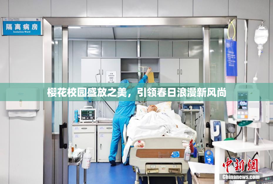 樱花校园盛放之美，引领春日浪漫新风尚