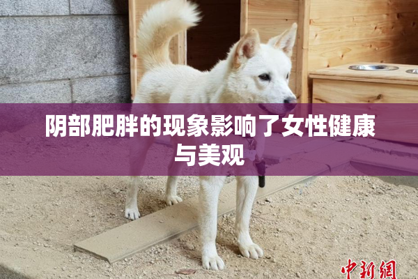 阴部肥胖的现象影响了女性健康与美观