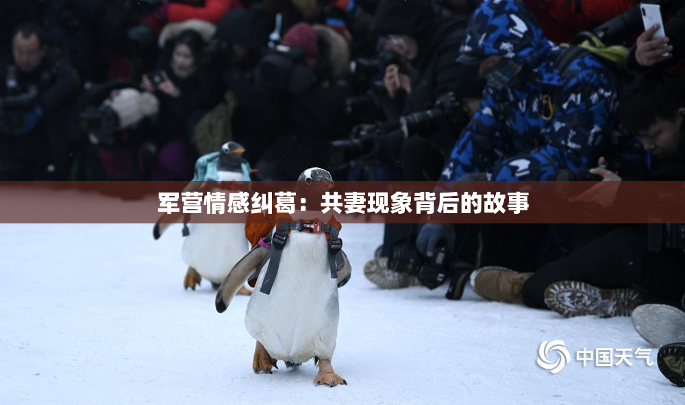 军营情感纠葛：共妻现象背后的故事