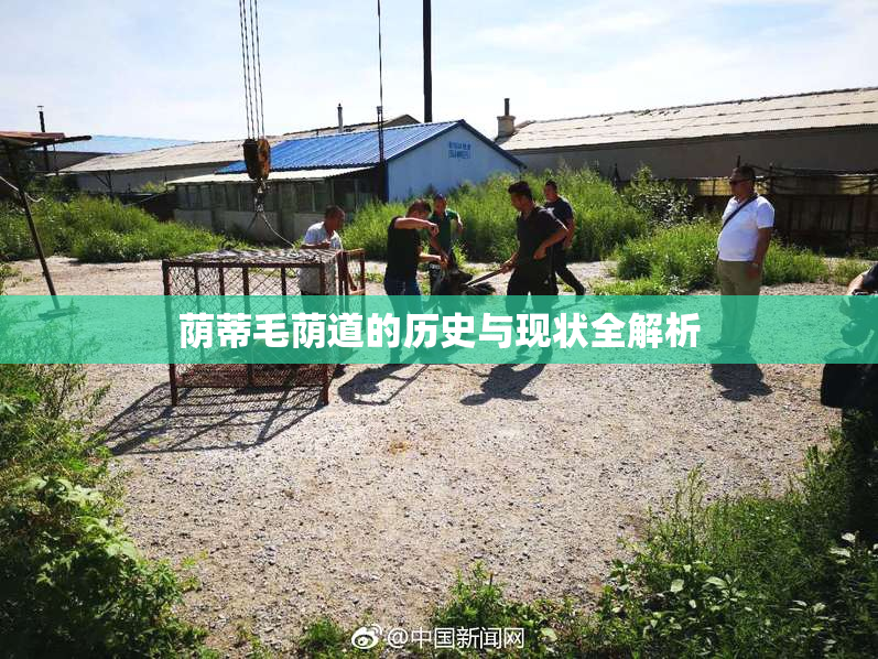 荫蒂毛荫道的历史与现状全解析