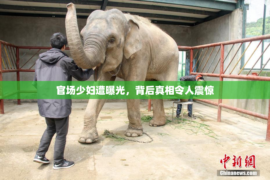 官场少妇遭曝光，背后真相令人震惊