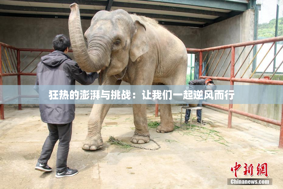 狂热的澎湃与挑战：让我们一起逆风而行