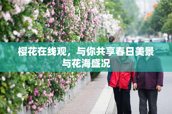 樱花在线观，与你共享春日美景与花海盛况
