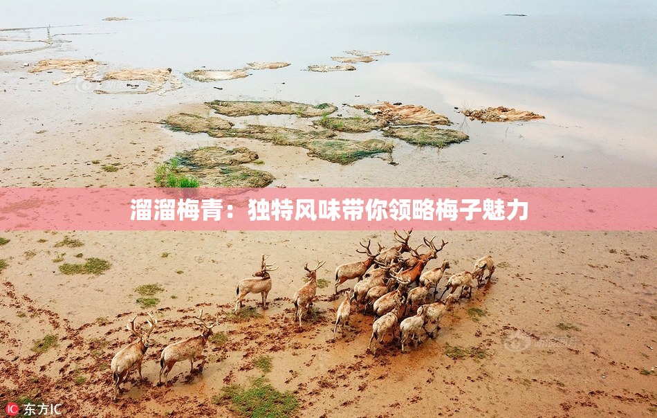 溜溜梅青：独特风味带你领略梅子魅力
