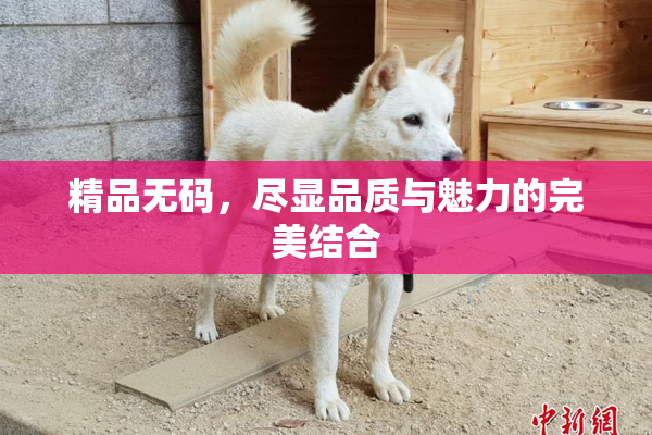 精品无码，尽显品质与魅力的完美结合