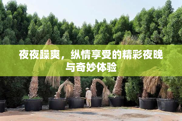 夜夜躁爽，纵情享受的精彩夜晚与奇妙体验