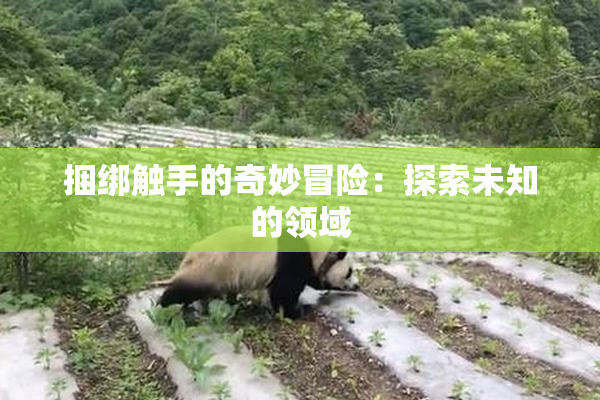 捆绑触手的奇妙冒险：探索未知的领域
