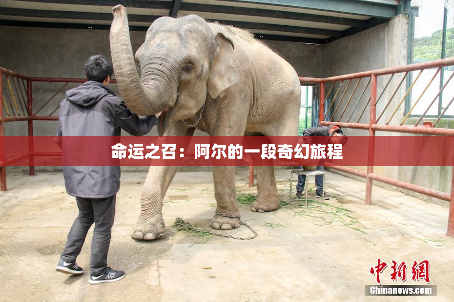 命运之召：阿尔的一段奇幻旅程