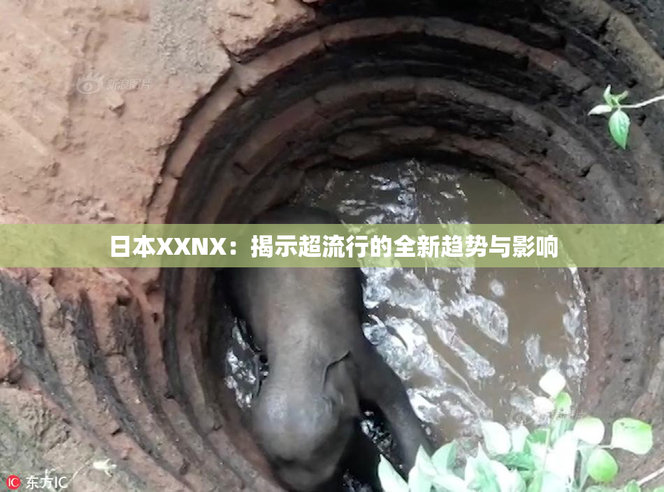 日本XXNX：揭示超流行的全新趋势与影响