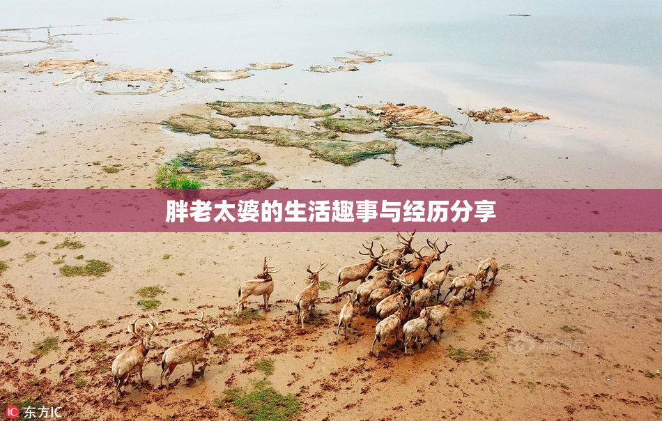 胖老太婆的生活趣事与经历分享
