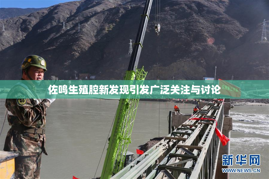 佐鸣生殖腔新发现引发广泛关注与讨论