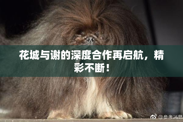 花城与谢的深度合作再启航，精彩不断！