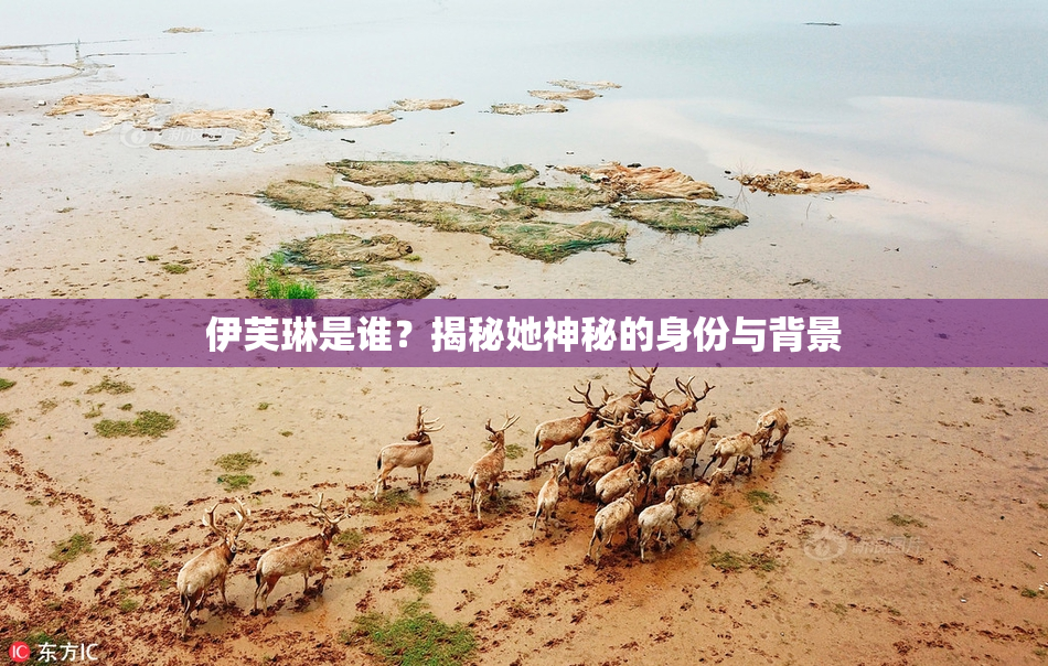 伊芙琳是谁？揭秘她神秘的身份与背景
