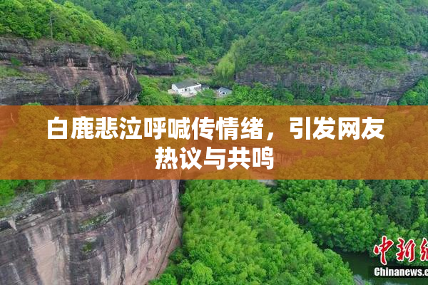 白鹿悲泣呼喊传情绪，引发网友热议与共鸣