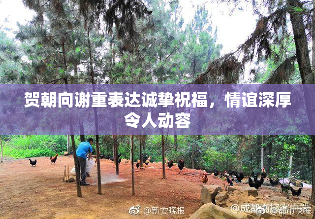 贺朝向谢重表达诚挚祝福，情谊深厚令人动容