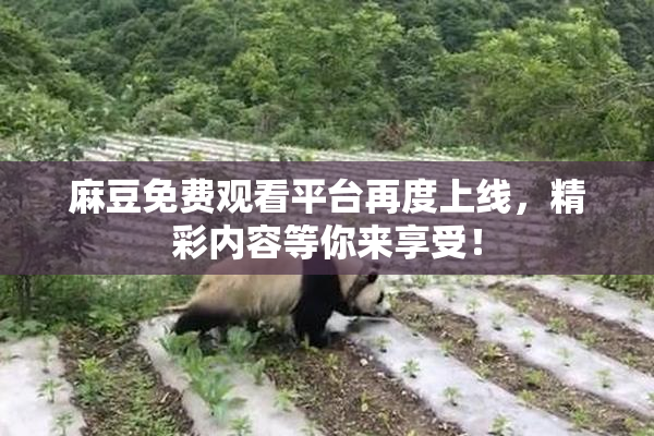 麻豆免费观看平台再度上线，精彩内容等你来享受！
