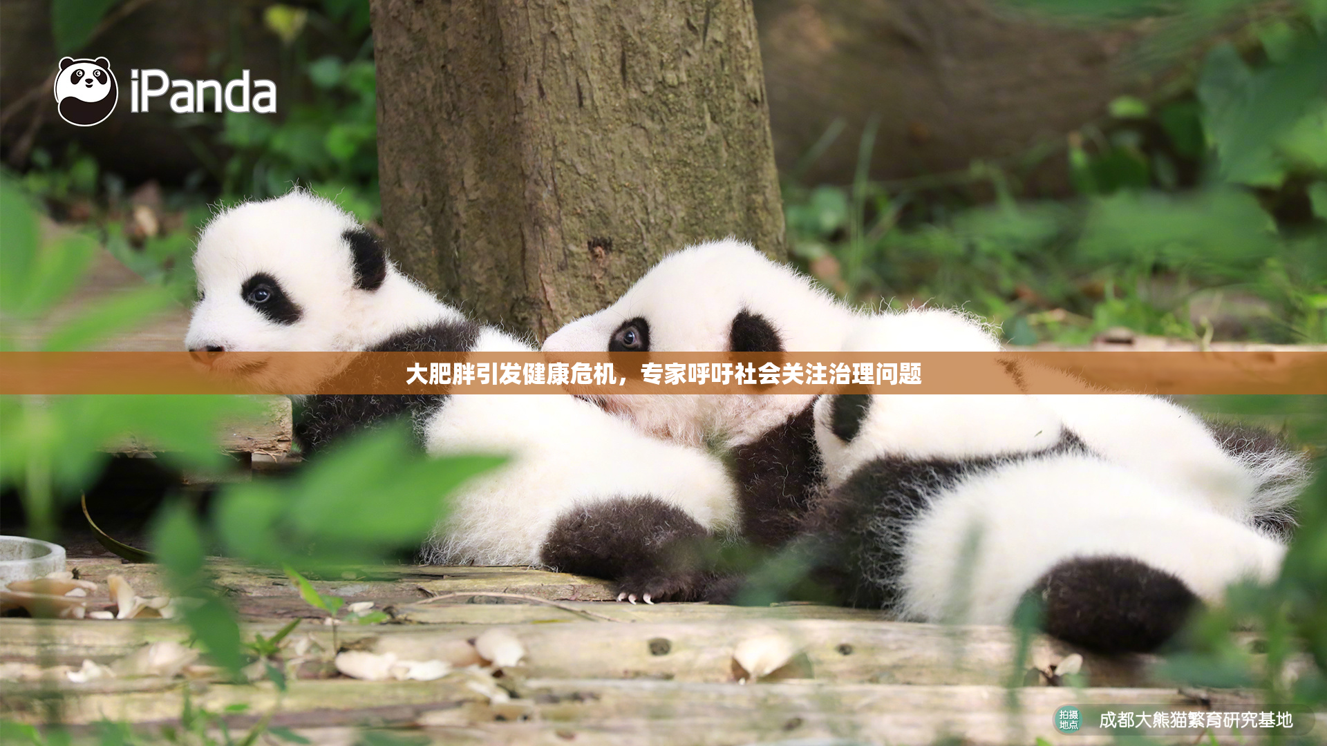 大肥胖引发健康危机，专家呼吁社会关注治理问题