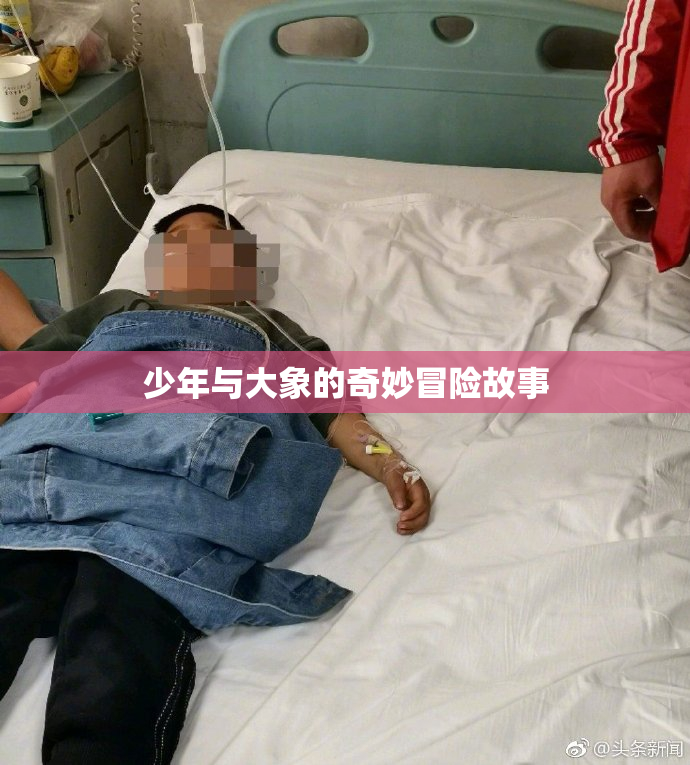 少年与大象的奇妙冒险故事