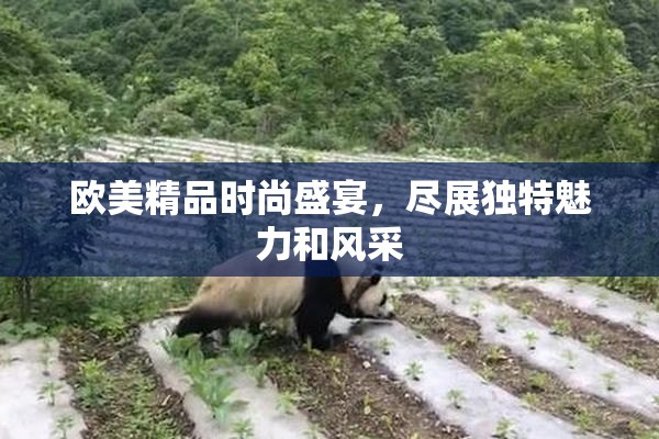 欧美精品时尚盛宴，尽展独特魅力和风采
