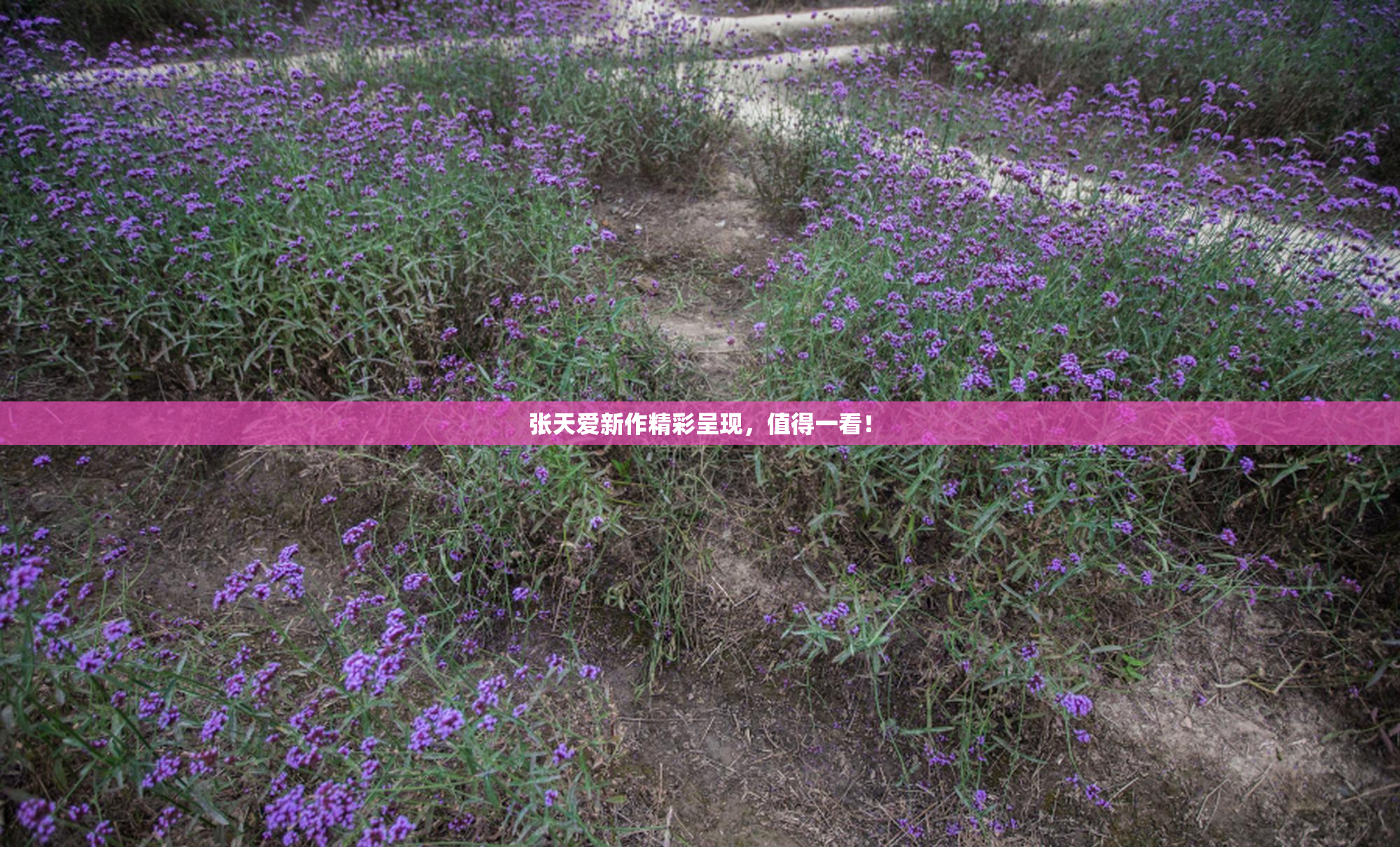 张天爱新作精彩呈现，值得一看！