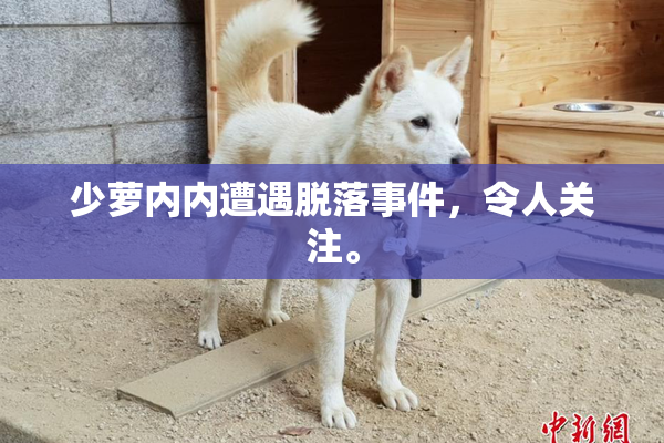 少萝内内遭遇脱落事件，令人关注。