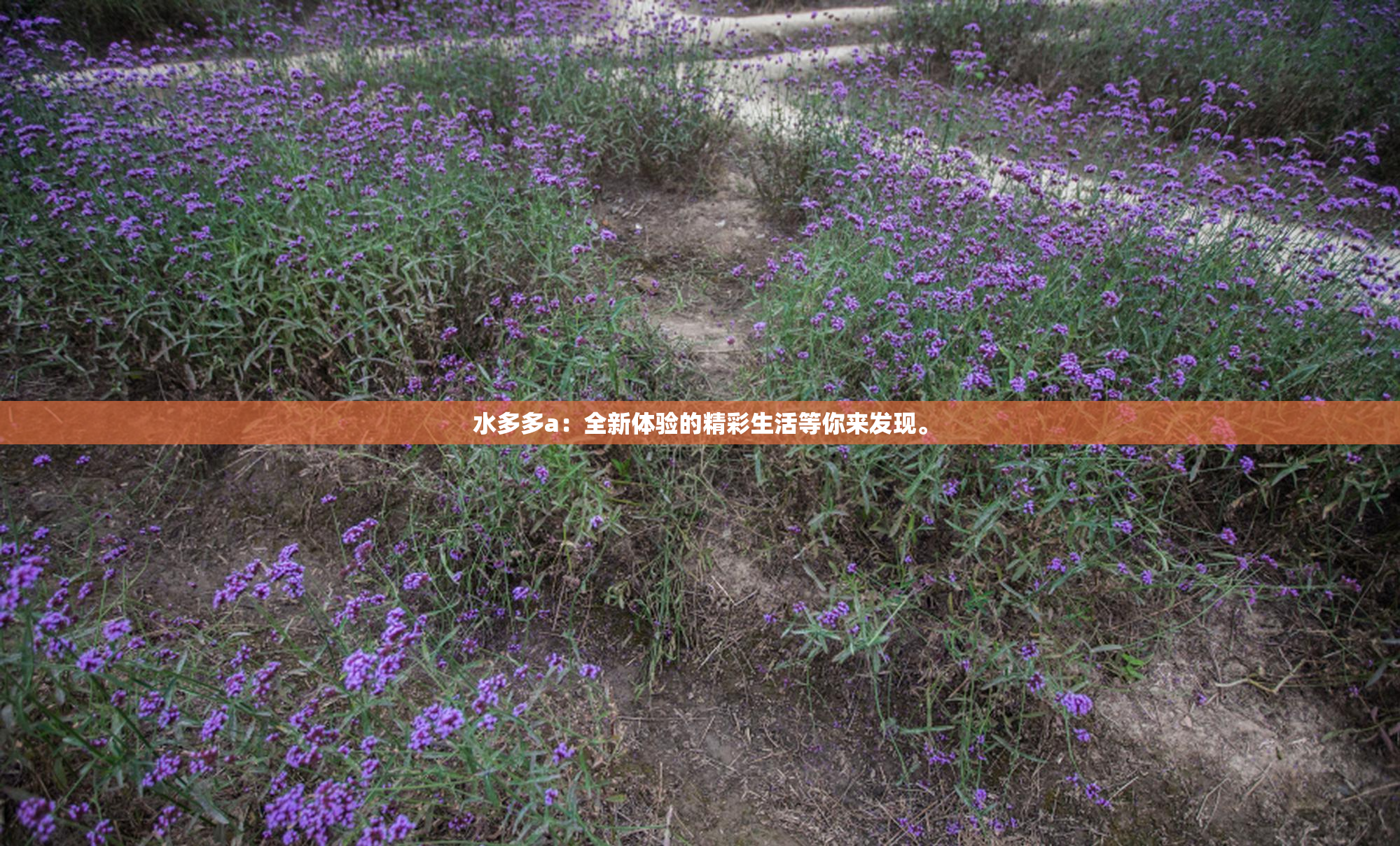 水多多a：全新体验的精彩生活等你来发现。