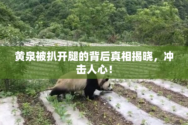 黄泉被扒开腿的背后真相揭晓，冲击人心！
