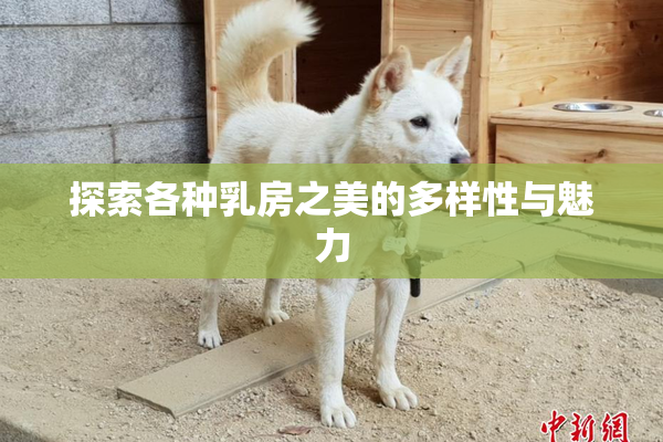探索各种乳房之美的多样性与魅力