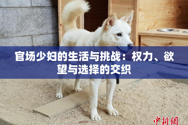 官场少妇的生活与挑战：权力、欲望与选择的交织