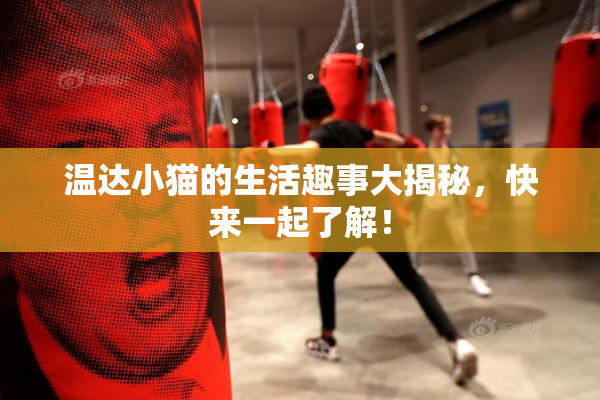 温达小猫的生活趣事大揭秘，快来一起了解！