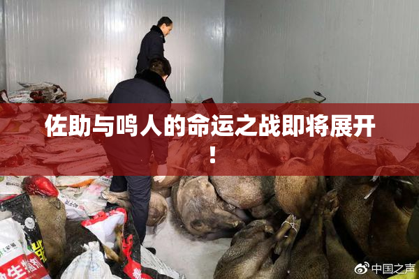 佐助与鸣人的命运之战即将展开！