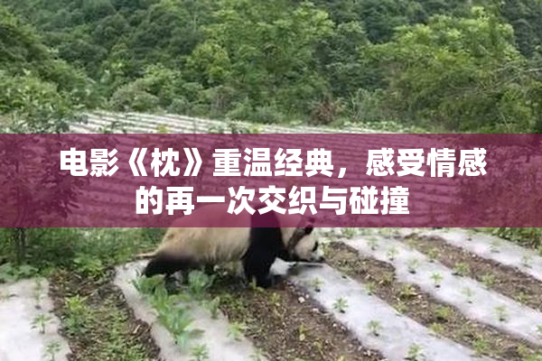 电影《枕》重温经典，感受情感的再一次交织与碰撞