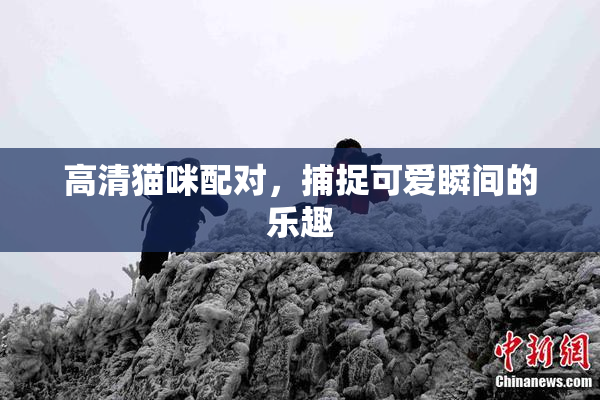高清猫咪配对，捕捉可爱瞬间的乐趣