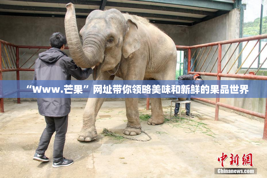 “Www.芒果”网址带你领略美味和新鲜的果品世界