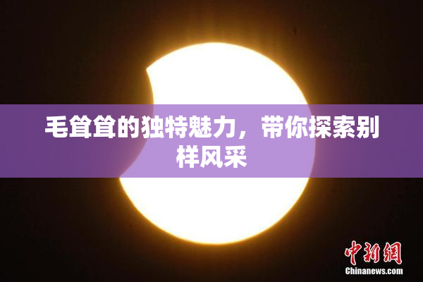 毛耸耸的独特魅力，带你探索别样风采