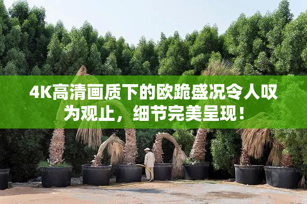 4K高清画质下的欧跪盛况令人叹为观止，细节完美呈现！