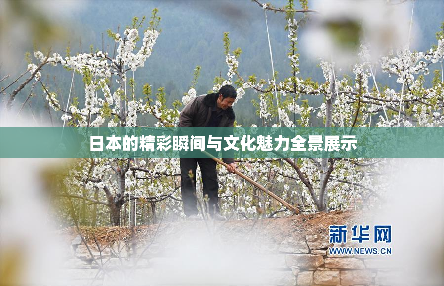 日本的精彩瞬间与文化魅力全景展示