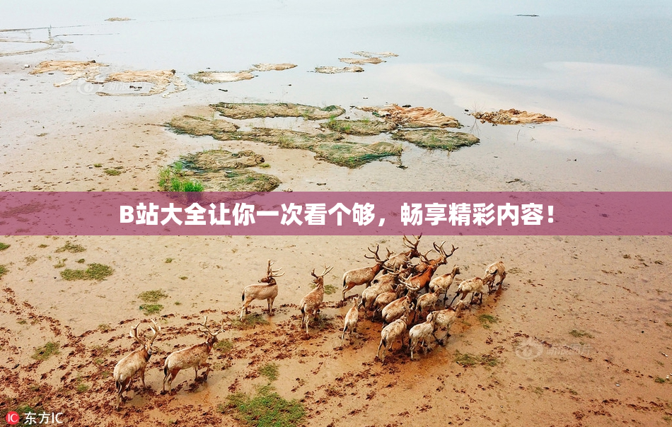 B站大全让你一次看个够，畅享精彩内容！
