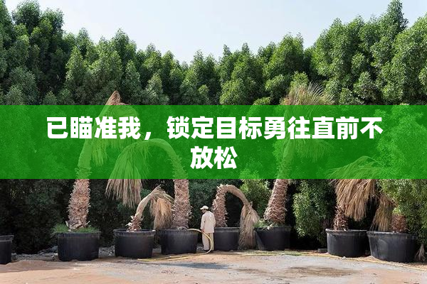 已瞄准我，锁定目标勇往直前不放松