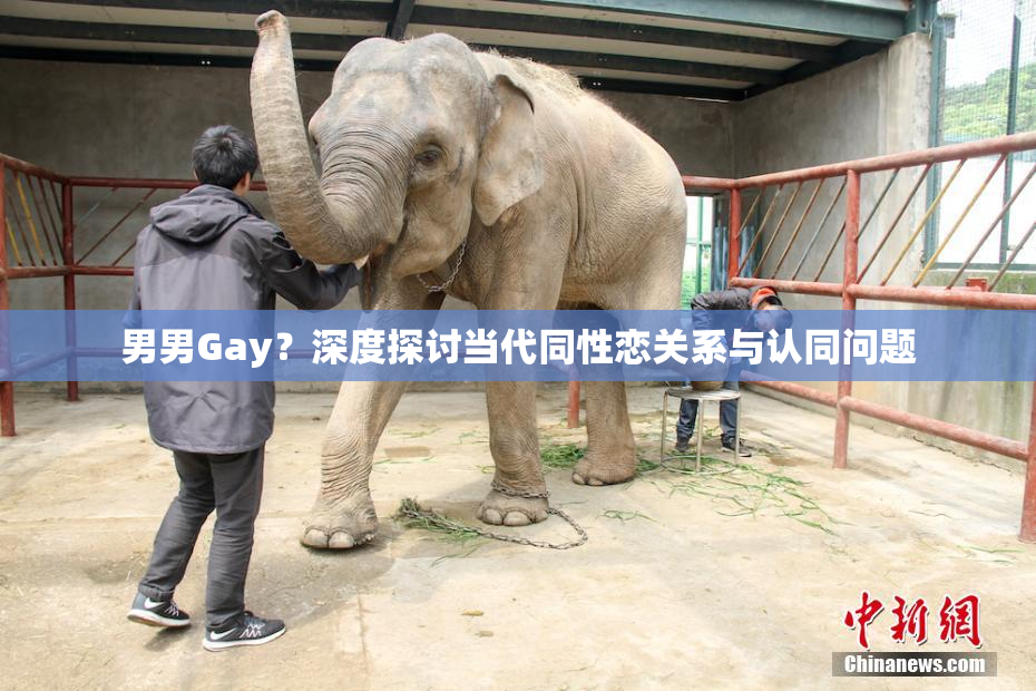 男男Gay？深度探讨当代同性恋关系与认同问题