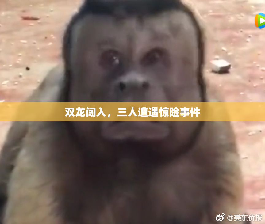 双龙闯入，三人遭遇惊险事件