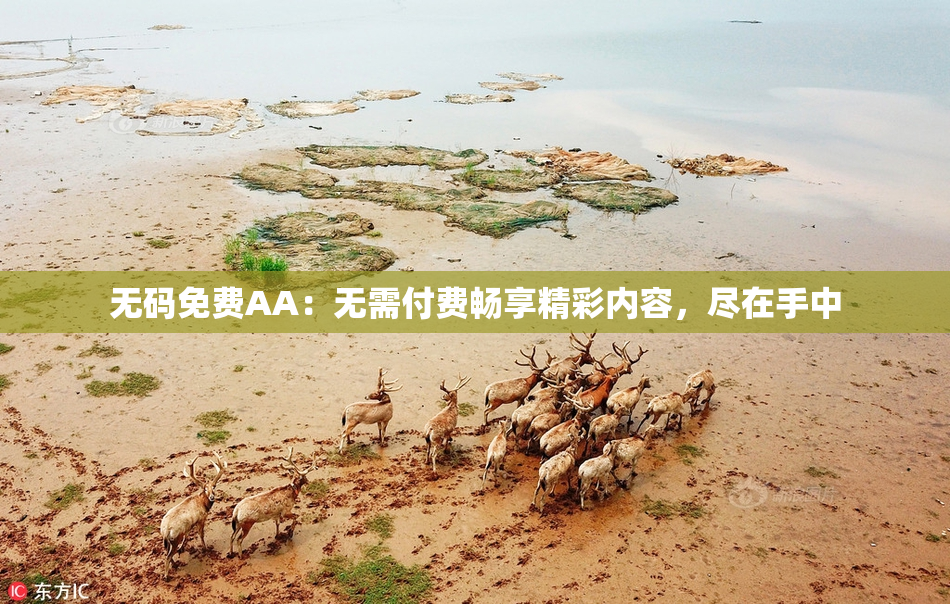 无码免费AA：无需付费畅享精彩内容，尽在手中