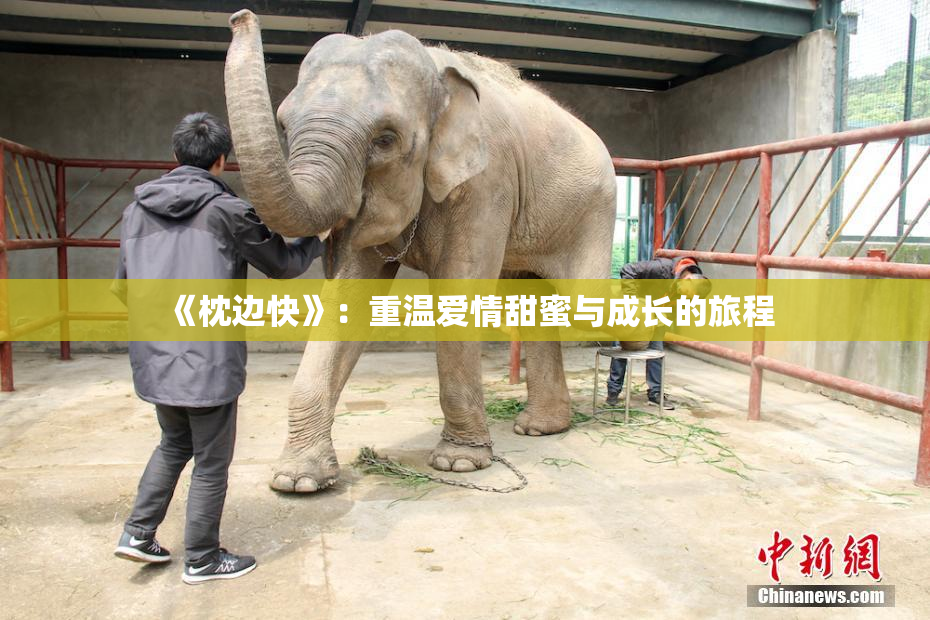 《枕边快》：重温爱情甜蜜与成长的旅程