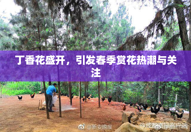 丁香花盛开，引发春季赏花热潮与关注