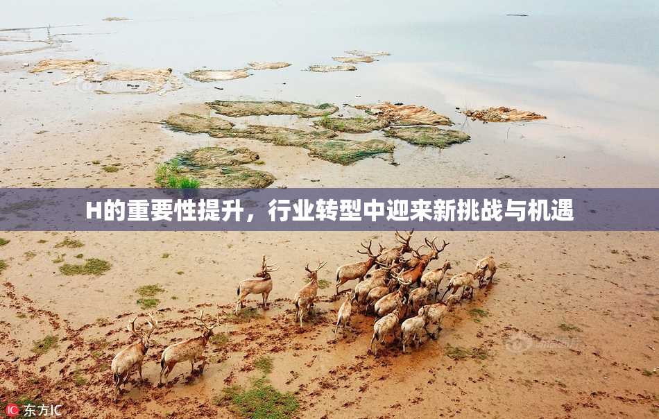 H的重要性提升，行业转型中迎来新挑战与机遇