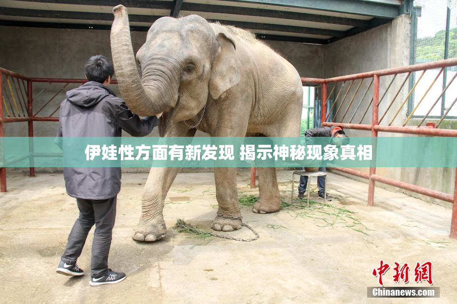 伊娃性方面有新发现 揭示神秘现象真相