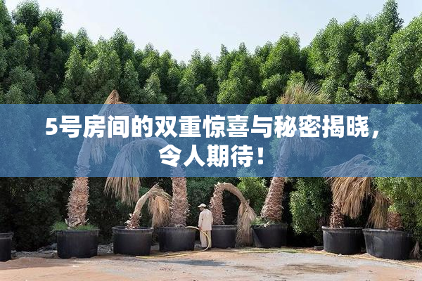 5号房间的双重惊喜与秘密揭晓，令人期待！